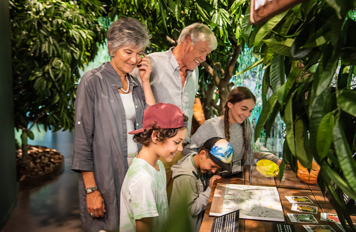 The cocoa tree produces the most important raw material for chocolate